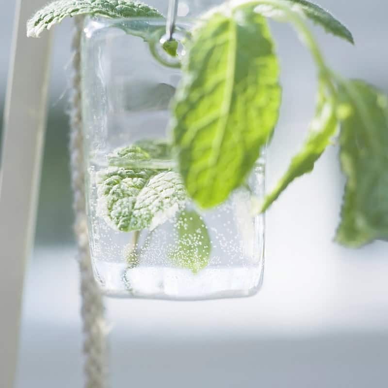 Iced green tea in a clear jar with fresh leaves